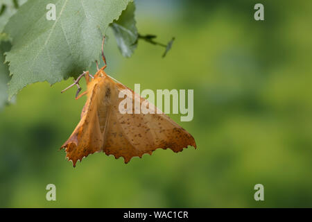 Herbst-Zackenrandspanner, Herbst-Zackenspanner, Herbstlaubspanner, Herbstlaub-Spanner, Zackenspanner, Weibchen, Ennomos autumnaria, Grandi Thorn, femal Foto Stock