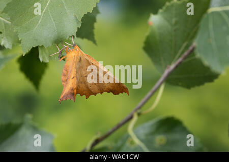 Herbst-Zackenrandspanner, Herbst-Zackenspanner, Herbstlaubspanner, Herbstlaub-Spanner, Zackenspanner, Weibchen, Ennomos autumnaria, Grandi Thorn, femal Foto Stock