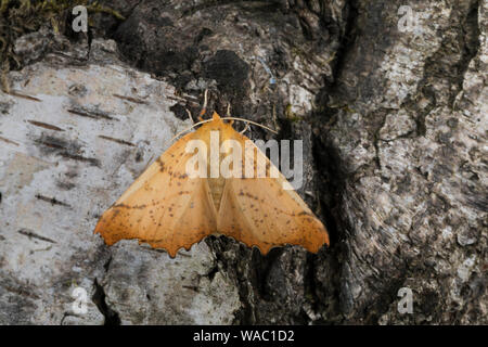 Herbst-Zackenrandspanner, Herbst-Zackenspanner, Herbstlaubspanner, Herbstlaub-Spanner, Zackenspanner, Weibchen, Ennomos autumnaria, Grandi Thorn, femal Foto Stock