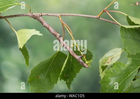 Herbst-Zackenrandspanner, Herbst-Zackenspanner, Herbstlaubspanner, Herbstlaub-Spanner, Zackenspanner, Raupe frisst un Birke, Spannerraupe, Ennomos aut Foto Stock