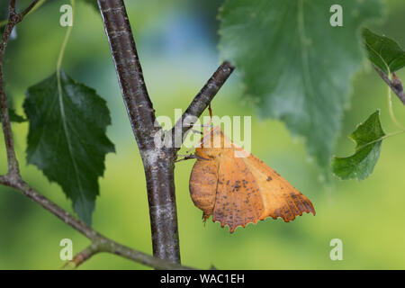 Herbst-Zackenrandspanner, Herbst-Zackenspanner, Herbstlaubspanner, Herbstlaub-Spanner, Zackenspanner, Weibchen, Ennomos autumnaria, Grandi Thorn, femal Foto Stock