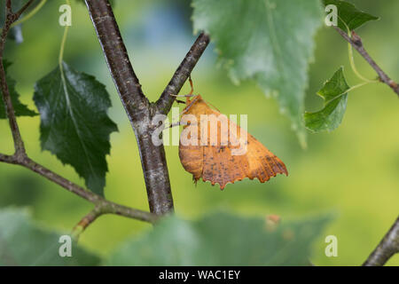 Herbst-Zackenrandspanner, Herbst-Zackenspanner, Herbstlaubspanner, Herbstlaub-Spanner, Zackenspanner, Weibchen, Ennomos autumnaria, Grandi Thorn, femal Foto Stock