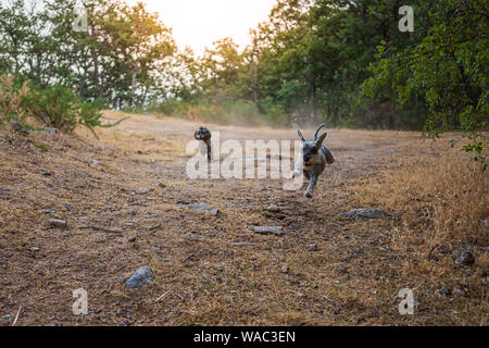 I cani in esecuzione attraverso il campo al tramonto Foto Stock