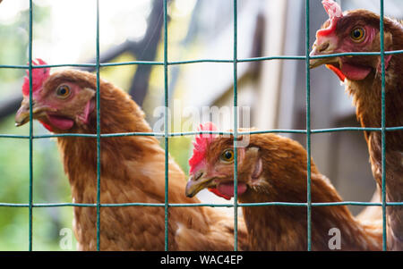 Tre galline dietro una recinzione in un "free range' AMBIENTE Foto Stock