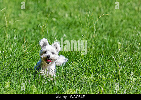 Felice piccolo cane Maltese in esecuzione in erba Foto Stock