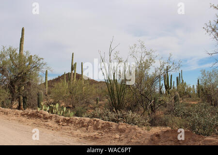 Il paesaggio del deserto alongsid Bajada loop drive, una strada di sabbia attraverso il deserto del Parco nazionale del Saguaro West, Arizona, Stati Uniti d'America Foto Stock
