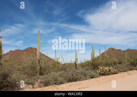 Il paesaggio del deserto alongsid Bajada loop drive, una strada di sabbia attraverso il deserto del Parco nazionale del Saguaro West, Arizona, Stati Uniti d'America Foto Stock