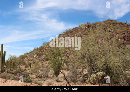 Il paesaggio del deserto alongsid Bajada loop drive, una strada di sabbia attraverso il deserto del Parco nazionale del Saguaro West, Arizona, Stati Uniti d'America Foto Stock