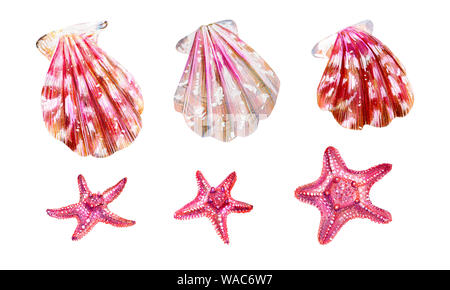 Set di mare di gusci di conchiglie e stelle di mare. Rosa e madreperla clam pettinidi. Natura del mondo oceano. Residente subacquea. Durante la stagione estiva. Foto Stock