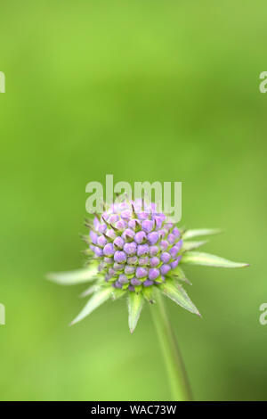 Campo Scabious, 'Knautia arvense', in un prato di fiori selvaggi, England, Regno Unito Foto Stock