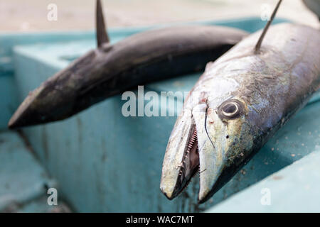 I pesci morti, giornaliera delle catture giacente su una barca, Masirah Island, Oman Foto Stock