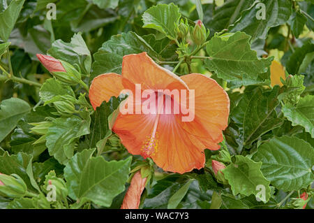 Il profumo che proviene da fiori e piante sono rinfrescante. Foto Stock