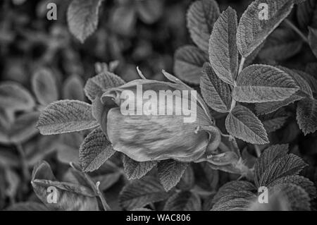 Il profumo che proviene da fiori e piante sono rinfrescante. Foto Stock