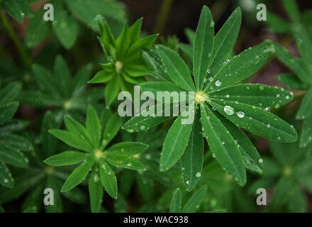 Gocce di acqua di pioggia o rugiada su foglie verdi di lupino Foto Stock