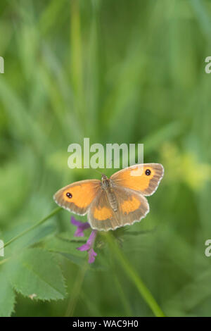 Gatekeeper 'Pyronia tithonus' noto anche come la siepe Brown, England, Regno Unito Foto Stock