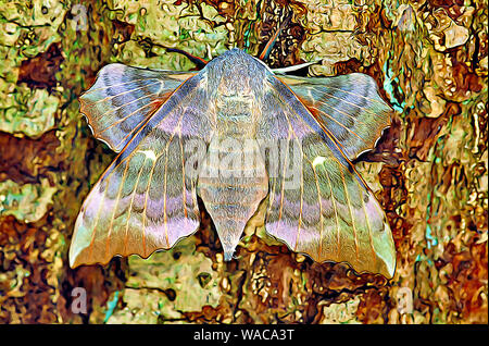 Il PIOPPO hawk moth (femmina) Foto Stock