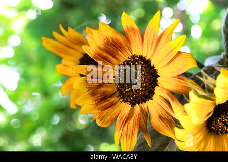 Bella estate bouquet di girasoli su uno sfondo di verdi alberi. Sfondo. Di colore giallo brillante piante naturali sono botanico fiori di girasole. Vite Foto Stock