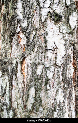 Verticale sfondo naturale - corteccia di mature pine tree (scotch abete, pino) close-up Foto Stock