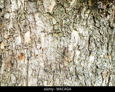 Orizzontale sfondo naturale - corteccia di coppia olmo (Ulmus laevis, russo elm) close-up Foto Stock