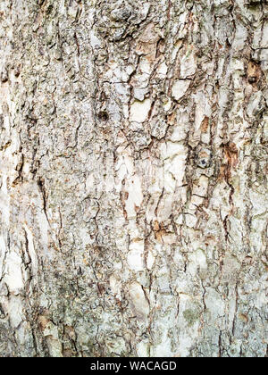 Verticale sfondo naturale - corteccia di coppia olmo (Ulmus laevis, russo elm) close-up Foto Stock