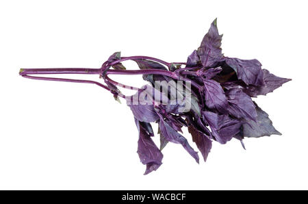 Rametto fresco di viola scuro ritaglio di basilico su sfondo bianco Foto Stock