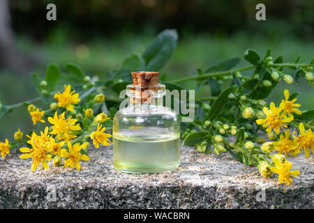 Una bottiglia di olio essenziale con fresco oro Europeo o Solidago virgaurea fiori, all'aperto Foto Stock