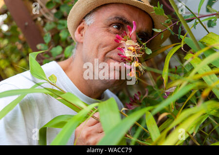 Una pulizia rasato, matura, giardiniere maschio in t-shirt bianco si inclina in avanti, testare il profumo di una sezione della fioritura caprifoglio (Lonicera) inarcamento della vigna. Foto Stock