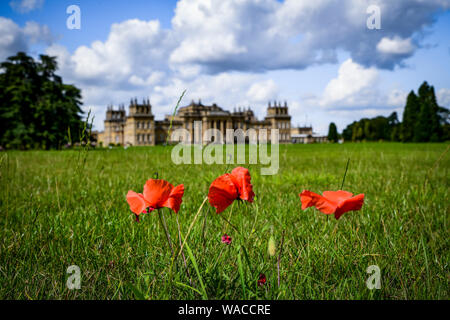 Il Palazzo di Blenheim e. Papaveri rossi crescono su terreni del palazzo. Il papavero rosso è un simbolo del ricordo. Woodstock, Oxfordshire, Inghilterra, Regno Unito. Foto Stock