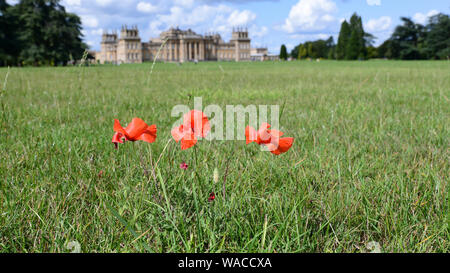 Il Palazzo di Blenheim e. Papaveri rossi crescono su terreni del palazzo. Il papavero rosso è un simbolo del ricordo. Woodstock, Oxfordshire, Inghilterra, Regno Unito. Foto Stock