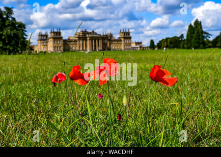 Il Palazzo di Blenheim e. Papaveri rossi crescono su terreni del palazzo. Il papavero rosso è un simbolo del ricordo. Woodstock, Oxfordshire, Inghilterra, Regno Unito. Foto Stock