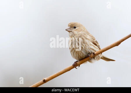 House Finch (Haemorhous mexicanus) femmina seduto sul ramo a Jamaica Bay rifugio, New York, Stati Uniti d'America Foto Stock