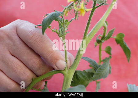 Solanum lycopersicum 'Sweet milioni di euro". Pizzicare allargando le dita germogli laterali (Lateral) su un cordone di piante di pomodoro a mano. Modulo Gas Anestetici Foto Stock