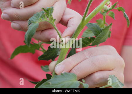Solanum lycopersicum 'Sweet milioni di euro". Pizzicare allargando le dita germogli laterali (Lateral) su un cordone di piante di pomodoro a mano. Modulo Gas Anestetici Foto Stock