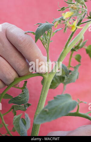 Solanum lycopersicum 'Sweet milioni di euro". Pizzicare allargando le dita germogli laterali (Lateral) su un cordone di piante di pomodoro a mano. Modulo Gas Anestetici Foto Stock