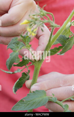 Solanum lycopersicum 'Sweet milioni di euro". Pizzicare allargando le dita germogli laterali (Lateral) su un cordone di piante di pomodoro a mano. Modulo Gas Anestetici Foto Stock