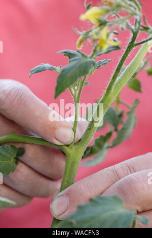 Solanum lycopersicum 'Sweet milioni di euro". Pizzicare allargando le dita germogli laterali (Lateral) su un cordone di piante di pomodoro a mano. Modulo Gas Anestetici Foto Stock