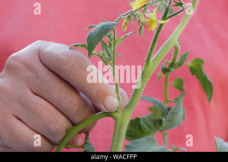Solanum lycopersicum 'Sweet milioni di euro". Pizzicare allargando le dita germogli laterali (Lateral) su un cordone di piante di pomodoro a mano. Modulo Gas Anestetici Foto Stock