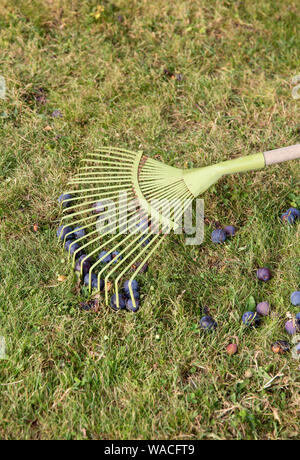 Utilizzando foglie rastrello per spazzare il vecchio soft marcio gone bad prugne insieme da erba verde in giardino. Foto Stock