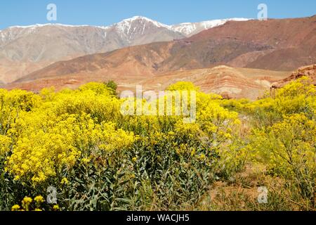 Impressioni di roadtrip attraverso il Marocco Foto Stock