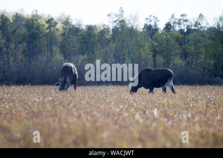 In primavera le alci mangiare erba giovane su floodplain prati. Femmina (inizio di ricrescita di corna) e suo yearling polpaccio. Lapponia Foto Stock