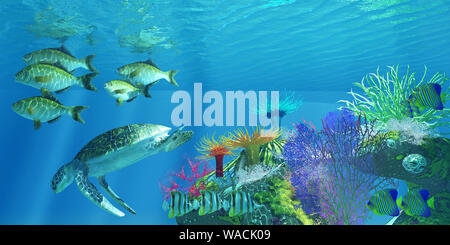 Una tartaruga verde per le immersioni in acque più profonde come Chelmon Butterflyfish, Rubberlip Seaperch, Regal Angelfish nuotare nelle vicinanze. Foto Stock