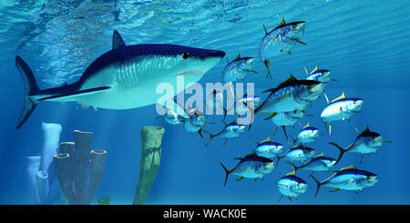 Un carnivoro Illex squalo mako persegue una scuola di tonno albacora nell'Oceano Pacifico. Foto Stock