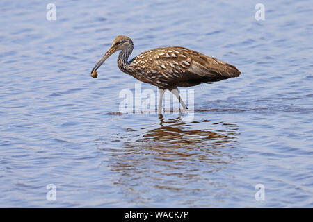 Limpkin (aramus guarauna) wading in acqua con un guscio nel suo becco Foto Stock