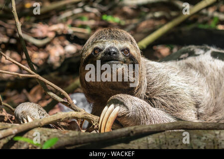 Carino tre toed marrone-throated sloth (Bradypus variegatus) nella foresta atlantica - isola di Itamaraca, stato di Pernambuco, Brasile Foto Stock