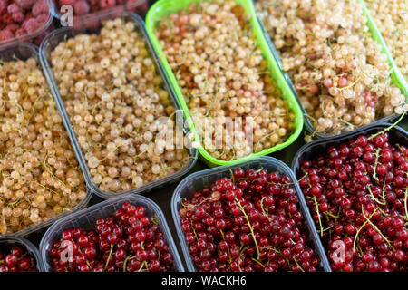 Estate bacche sugli scaffali del negozio di imballaggio. Ribes rosso e bianco in contenitori di plastica dello sfondo. Foto Stock