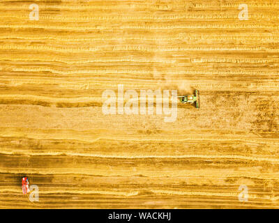 Macchina trebbiatrice lavora nel campo . Macchina mietitrebbiatrice agricoltura raccolta macchina golden mature campo di grano. L'agricoltura. Antenna vista superiore Foto Stock