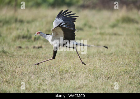 Segretario bird (Sagittarius serpentarius) in esecuzione prima del decollo Foto Stock