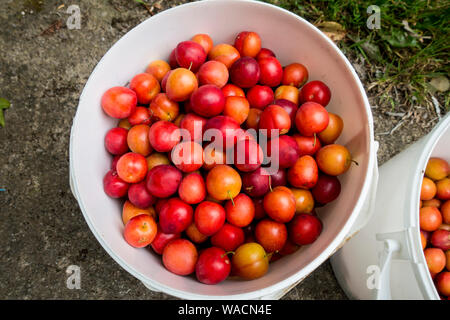 I contenitori pieni di prugne di ciliegio (Prunus cerasifera) prelevati per la vinificazione,Somerset, Inghilterra, Regno Unito. Foto Stock