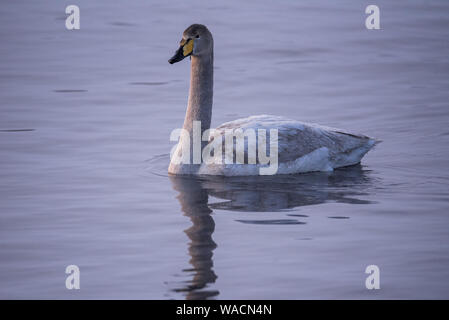 Un lone swan nuota in inverno sul lago. "Lebedinyj' Swan Riserva Naturale, 'Svetloye' lago, Urozhaynoye Village, Sovetsky District, Altai regione, R Foto Stock