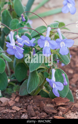 Streptocarpus saxorum Cape Prinrose un perenne piantato all'aperto in un luogo soleggiato per estate impianto indoor per l'inverno come si è offerta di brina Foto Stock